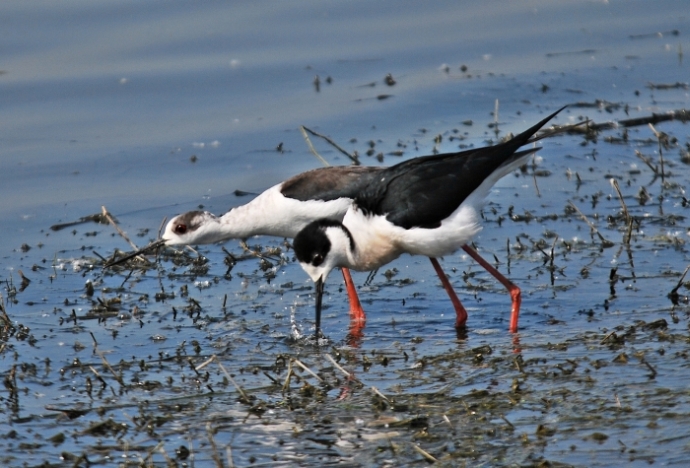 Cavalieri d''Italia ...